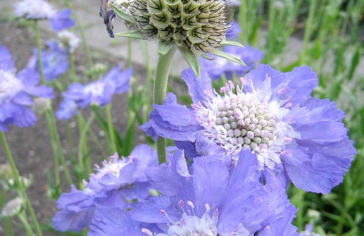 Höstvädd 'Nachtfalter', blomma