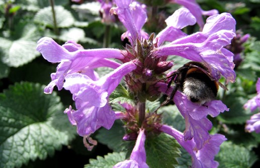 Praktbetonika 'Superba', blomma