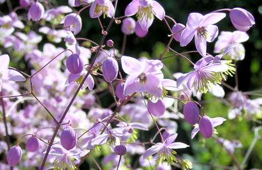 Violruta, blommor