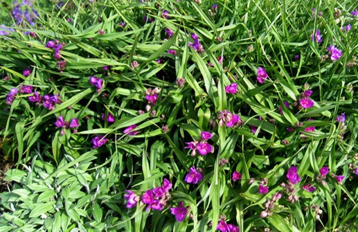 Tremastarblomma 'Karminglut'