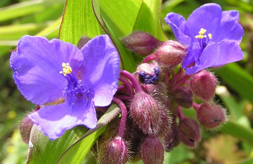 Tremastarblomma, blomma