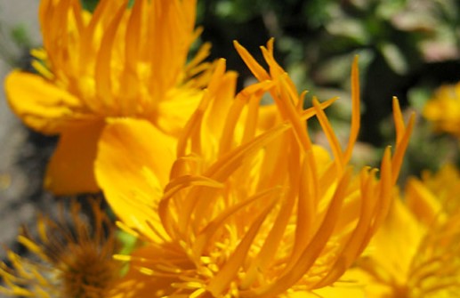 Kinesiska smörbollar 'Golden Queen', blomma