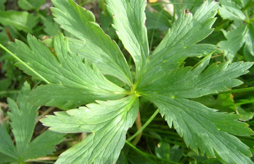 Trädgårdssmörbollar 'Byrne's Gigant', blad