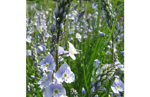 Porslinsveronika 'Robusta', blomma