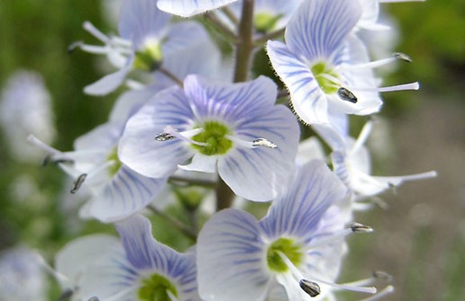 Porslinsveronika 'Robusta', blomma