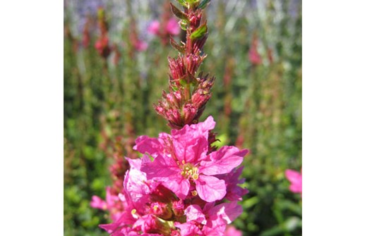 Axveronika 'Rothfuchs', blomma