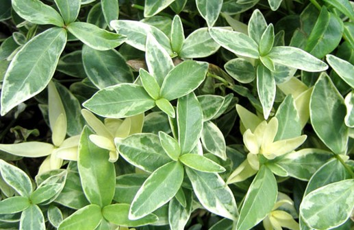 Vintergröna 'Aureovariegata'