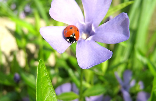 Vintergröna, blomma