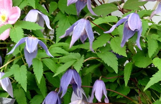 Atragene-klematis 'Helsingborg', blomma