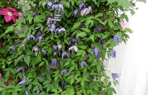 Clematis Atragene-Gruppen 'Helsingborg'