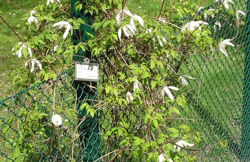 Clematis Atragene-Gruppen 'Riga'