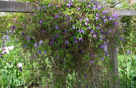 Clematis Atragene-Gruppen 'Tage Lundell'