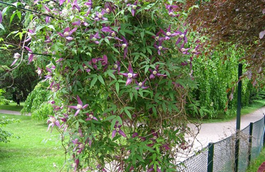 Clematis Atragene-Gruppen 'Violet Purple'