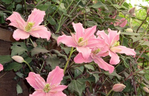Montana-klematis 'Broughton Star', blomma