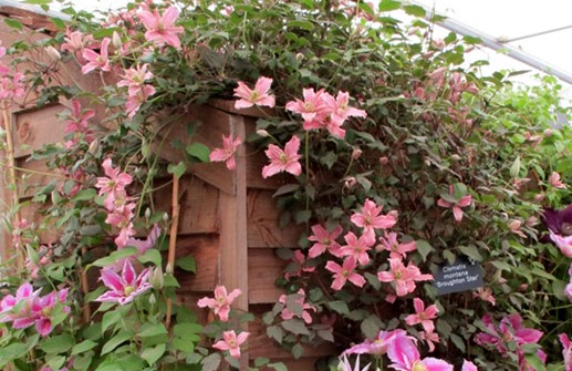 Clematis Montana-Gruppen 'Broughton Star'