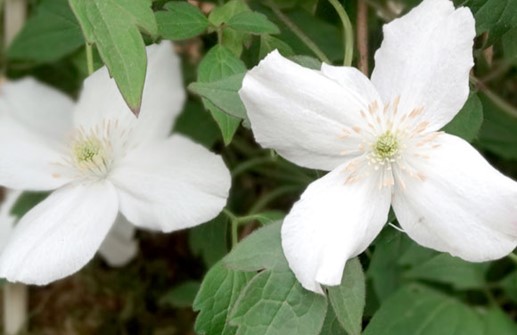 Montana-klematis 'Miss Christine', blomma