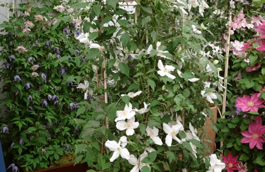 Clematis Montana-Gruppen 'Miss Christine'