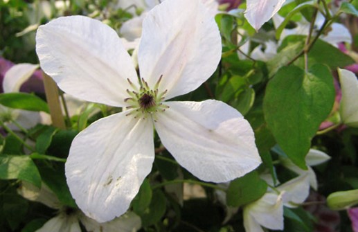 Clematis Sena Storblommiga-Gruppen 'Forever Friends'