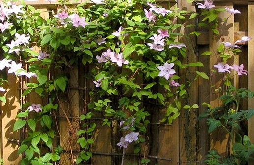 Clematis Sena Storblommiga-Gruppen 'Hagley Hybrid'