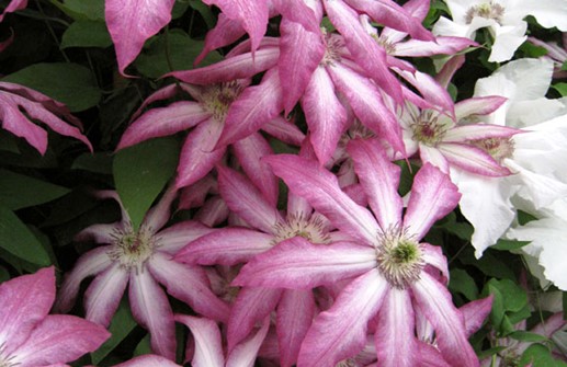 Clematis Sena Storblommiga-Gruppen 'Tae'