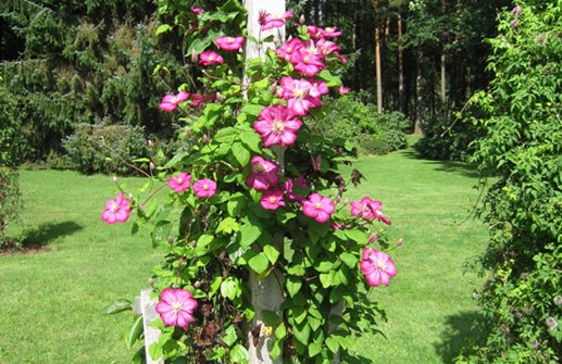 Clematis Sena Storblommiga-Gruppen 'Ville de Lyon'