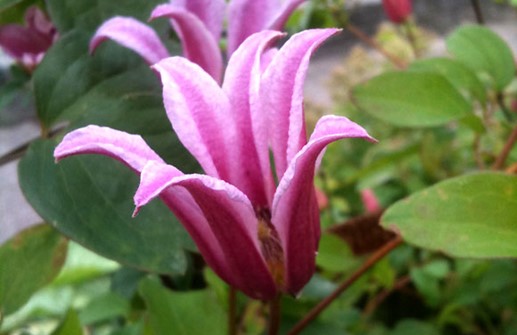 Texensis-klematis 'Duchess of Albany', blomma