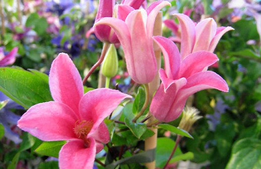 Texensis-klematis 'Princess Diana', blomma