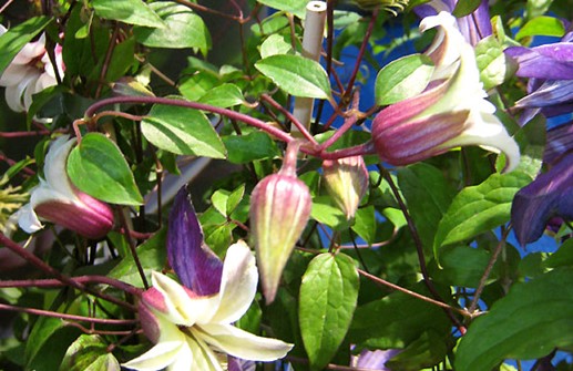 Texensis-klematis 'Princess Kate', blomma