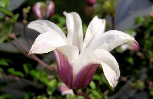 Texensis-klematis 'Princess Kate', blomma