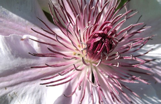 Tidig storblommig klematis 'Nelly Moser', blomma