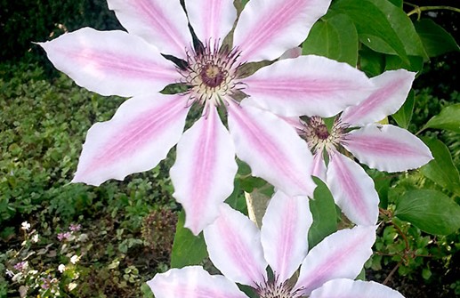 Tidig storblommig klematis 'Nelly Moser', blomma