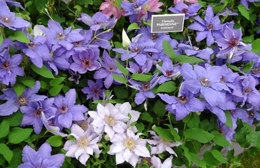 Clematis Tidiga Storblommiga-Gruppen  'PARISIENNE'