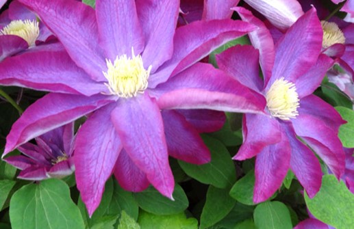 Tidig storblommig klematis 'PINK CHAMPAGNE', blomma