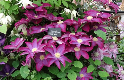 Clematis Tidiga Storblommiga-Gruppen 'PINK CHAMPAGNE'