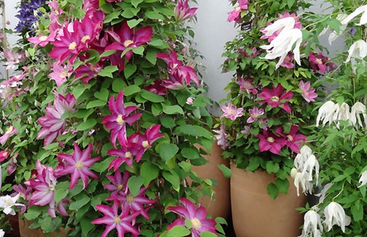 Clematis Tidiga Storblommiga-Gruppen 'PINK CHAMPAGNE'