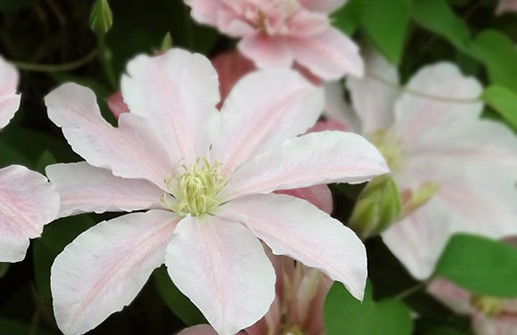 Tidig storblommig klematis 'Prinsesse Alexandra', blomma