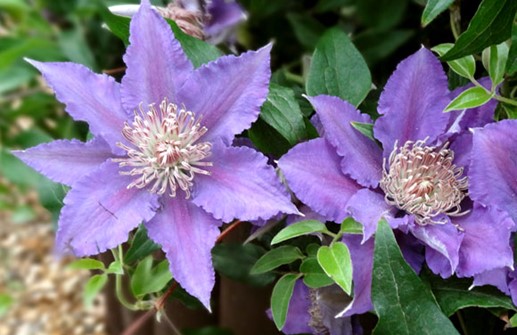 Tidig storblommig klematis 'Bijou'