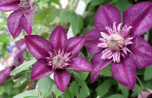 Tidig storblommig klematis 'Cassis', blomma