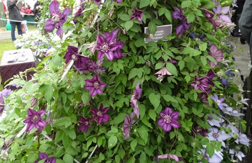 Clematis Tidiga Storblommiga-Gruppen 'Cassis'