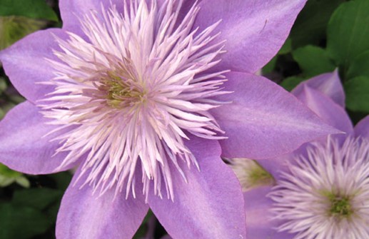 Tidig storblommig klematis 'CHRYSTAL FONTAIN', blomma