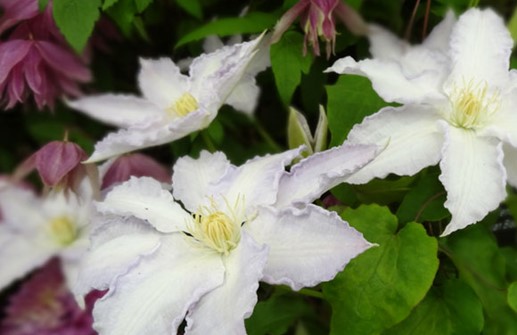 Tidig storblommig klematis 'Gillian Blades', blomma