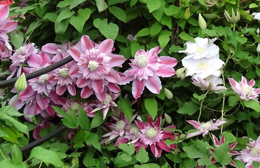 Tidig storblommig klematis 'JOSEPHINE', blomma