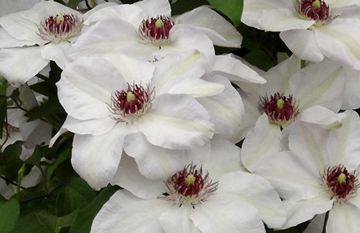 Tidig storblommig klematis 'Miss Bateman', blomma