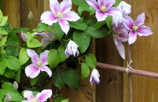 Tidig storblommig klematis 'Piilu', blomma