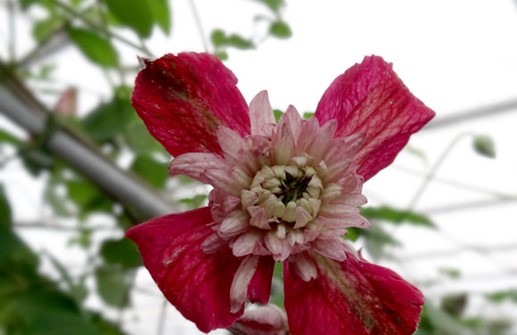 Viticella-klematis 'AVANT-GARDE', blomma