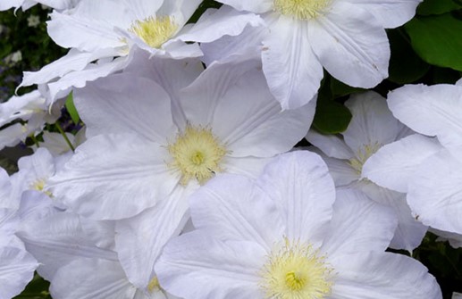 Viticella-klematis 'Ice Blue', blomma