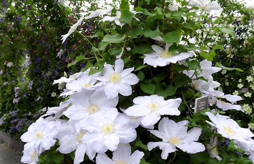 Clematis Viticella-Gruppen 'Ice Blue'