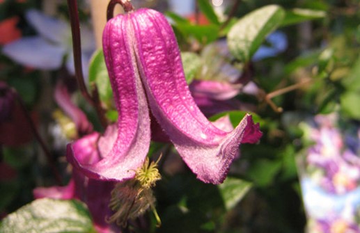 Viticella-klematis 'Queen Mother', blomma