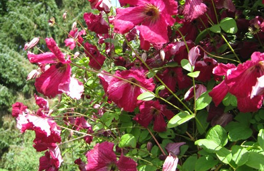 Viticella-klematis 'Rubra', blomma