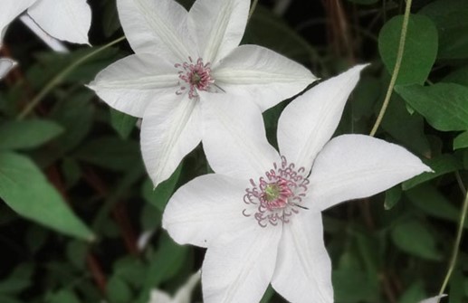 Paradisklematis 'Pistachio', blomma